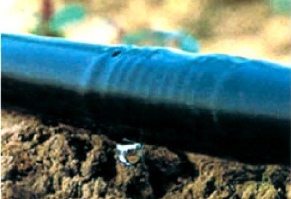 Tecnologia israelense ajuda agricultores do Senegal