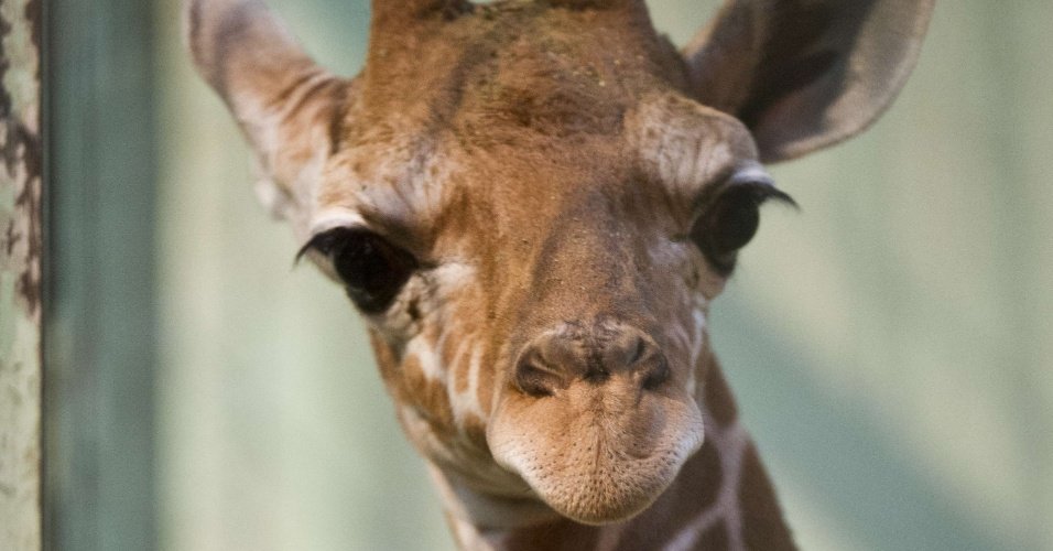 Girafa ganha nova casa em Israel