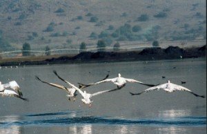 MAIS UMA VITÓRIA DO KKL