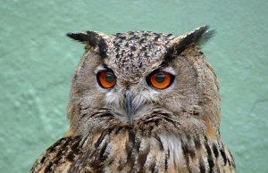 ESTUDO DO KKL DESCOBRE QUE CORUJA PODE SER USADA COMO AGENTE BIOLÓGICO