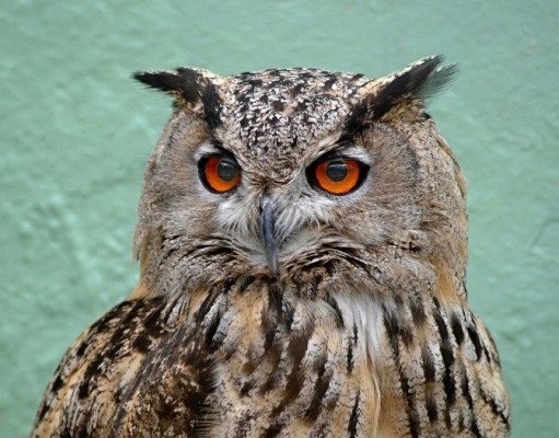 ESTUDO DO KKL DESCOBRE QUE CORUJA PODE SER USADA COMO AGENTE BIOLÓGICO