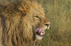 O leão do IR passeia além-túmulo