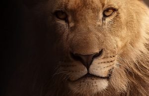 Os meus, os seus, os nossos e o Imposto de Renda