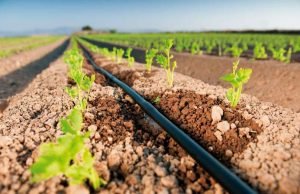 Israelense Netafim dobra produção de tubos gotejadores