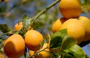 As laranjas e o sionismo: a revolução agrícola israelense