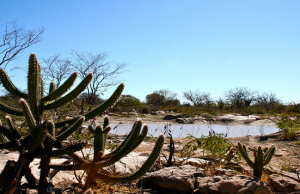 Reitor recebe pesquisadora da Universidade Ben-Gurion e discute parcerias sobre o semiárido