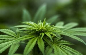 Vamos Liberar a Maconha