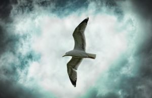 Liberdade, idiossincrasia e as redes sociais