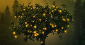 Saudações de Tu Bishvat do Presidente Mundial do KKL Avraham Duvdevani