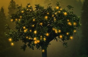 Saudações de Tu Bishvat do Presidente Mundial do KKL Avraham Duvdevani