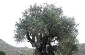 Oliveira é escolhida a árvore símbolo de Israel em concurso nacional