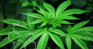 Cannabis e câncer de pâncreas: droga botânica mata 100% das células cancerígenas