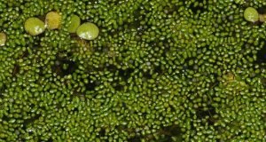 Startup israelense cultiva a menor planta florida do mundo