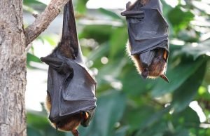 Uma estação meteorológica voadora