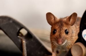 Os ratos estão fugindo