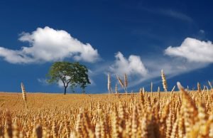Existe alguma relação entre Shavuot e a Festa Junina?