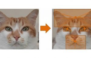 Nova tecnologia ajuda a identificar dor em gatos