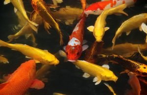 Estudo israelense revela que peixes escolhem o próprio nascimento